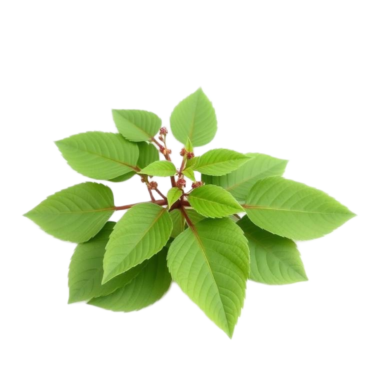 Bhringraj Powder