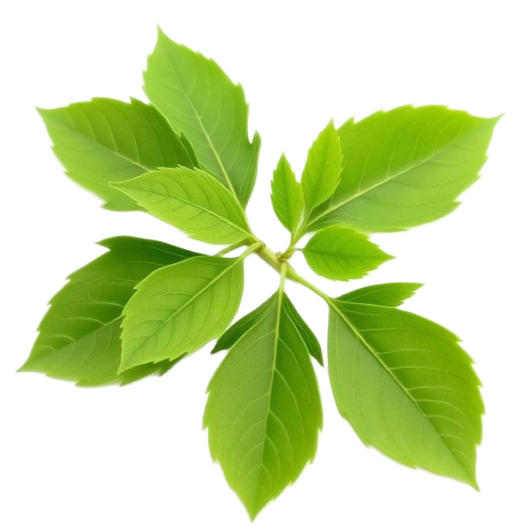 Neem Leaves
