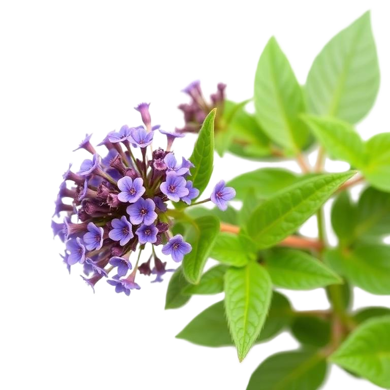 Shankhpushpi Powder