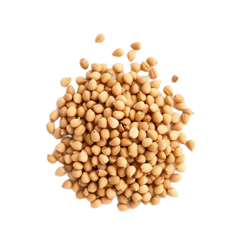 Coriander Seeds